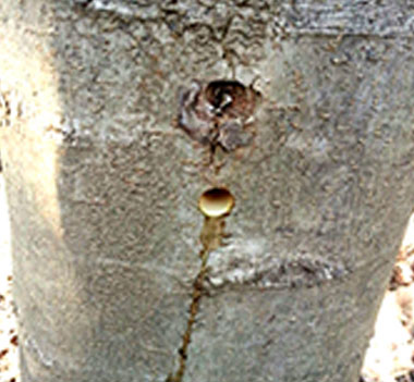 나무 구멍에서 수액이 나옴