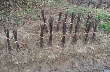 출하전 묘목 모습