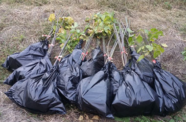 출하전 묘목 모습