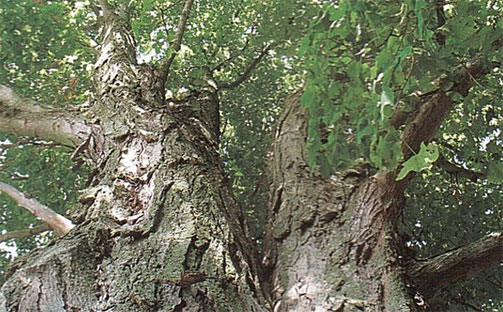 1500년된 설탕단풍나무